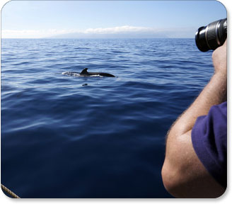Walflosse wird fotografiert